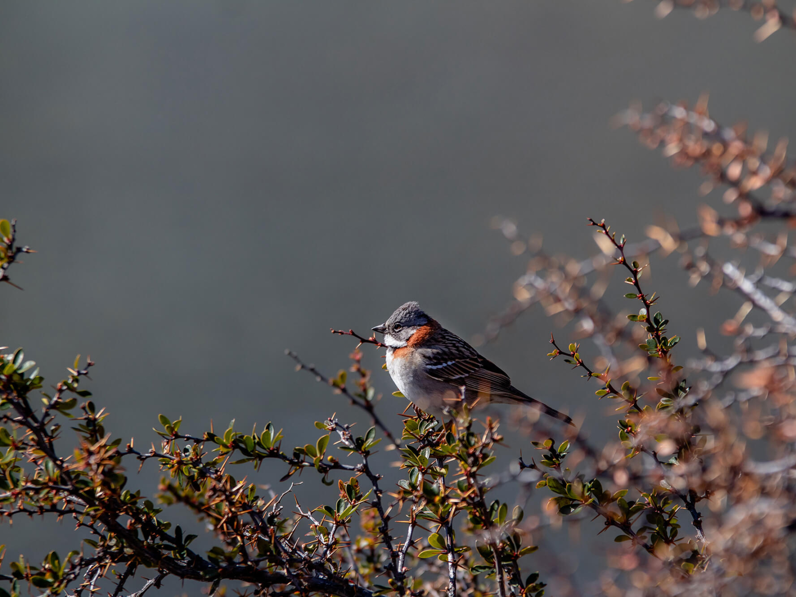 bird-07