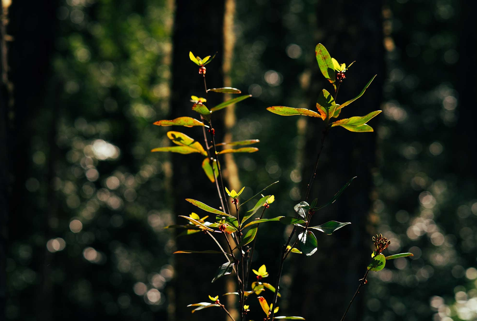 TEP.-BOSQUE-06