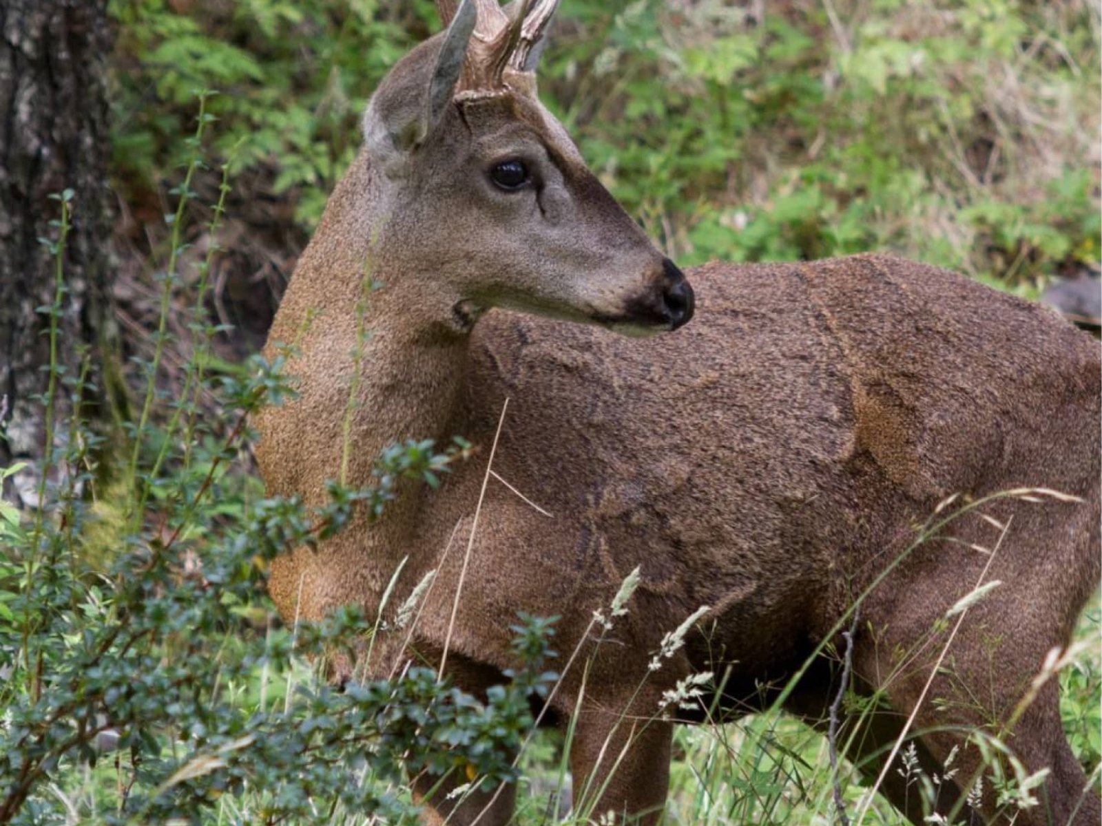 huemul-v2